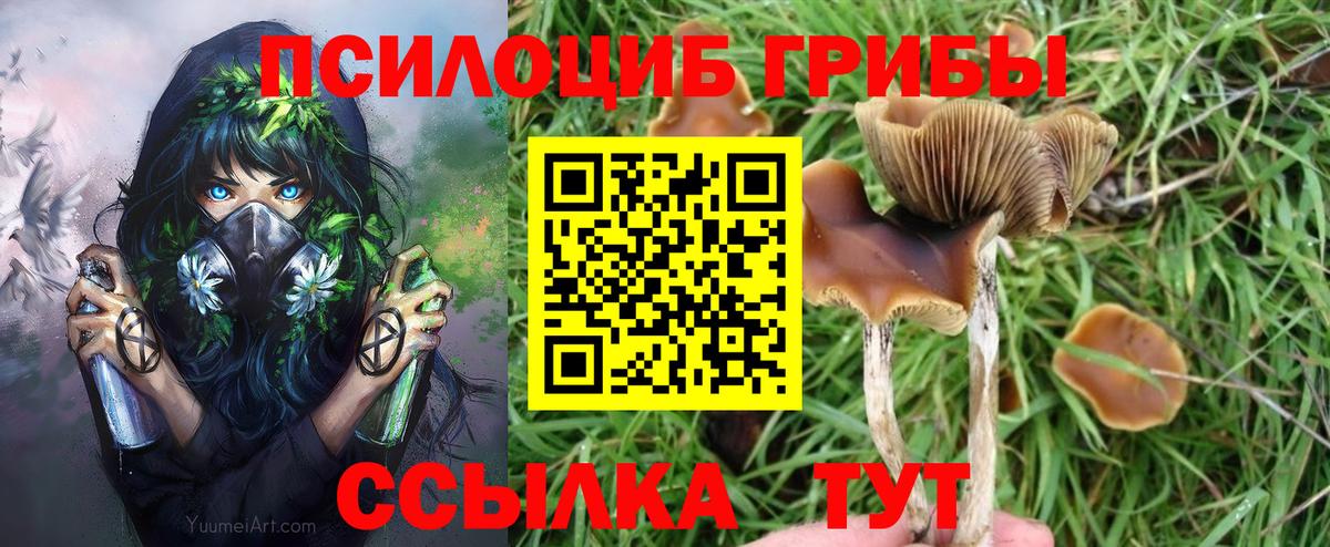 Галлюциногенные грибы Psilocybe Чернушка